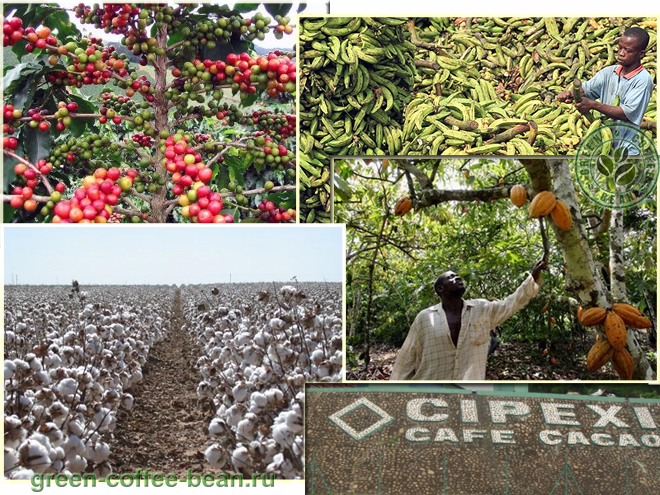 Кот д'Ивуар (Ivory Coast) выращивает, производит и экспортирует зеленый кофе вида рабуста