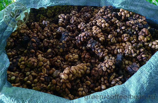 Вьетнамский Weasel Coffee или Копи Лювак