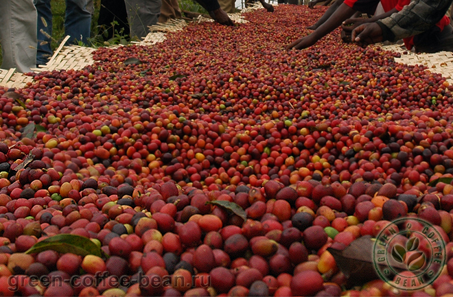 Сбор урожая кофе в Уганде. Uganda coffee harvesting.