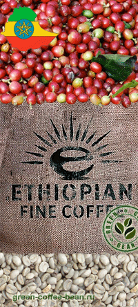 Зеленый кофе из Эфиопии. Производство и экспорт эфиопского кофе.
